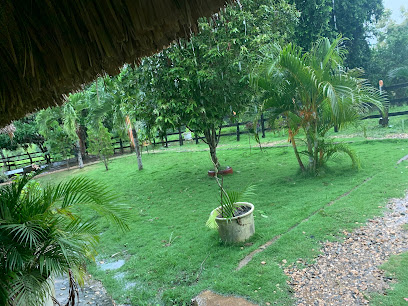 Parcela los polluelos